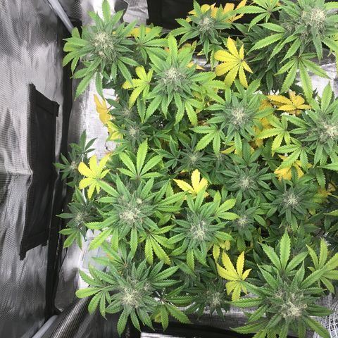 Purple Chill Auto 2023 growlog timeline photo