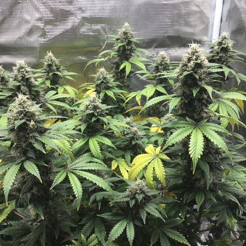 Purple Chill Auto 2023 growlog timeline photo