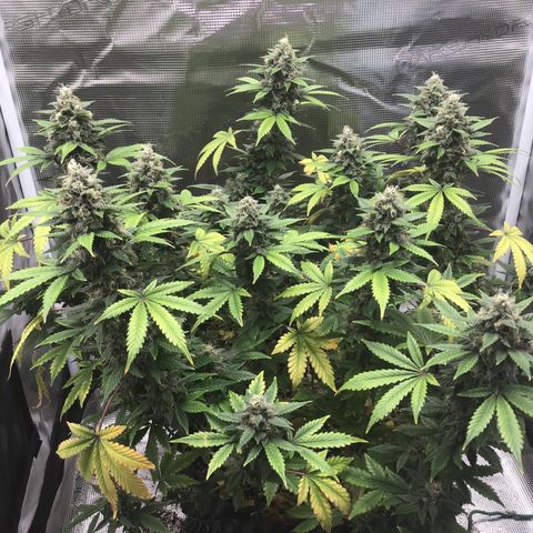 Purple Chill Auto 2023 growlog timeline photo