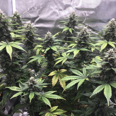 Purple Chill Auto 2023 growlog timeline photo