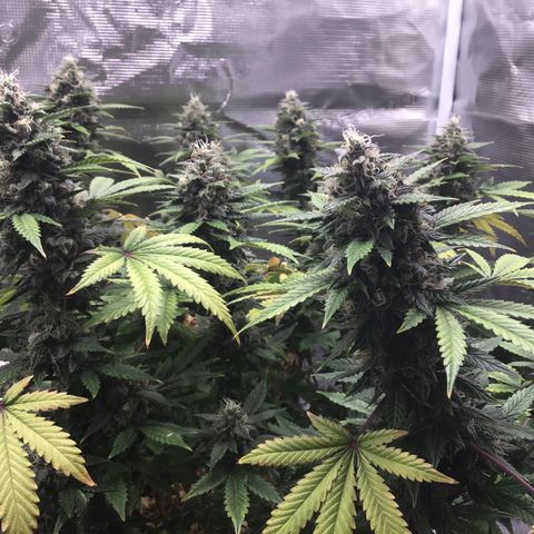 Purple Chill Auto 2023 growlog timeline photo