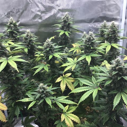 Purple Chill Auto 2023 growlog timeline photo