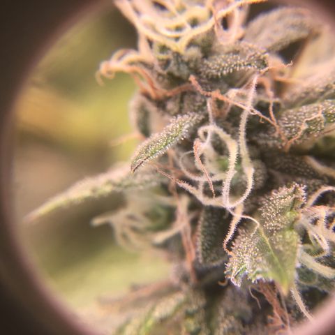 Purple Chill Auto 2023 growlog timeline photo
