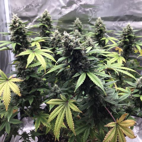 Purple Chill Auto 2023 growlog timeline photo