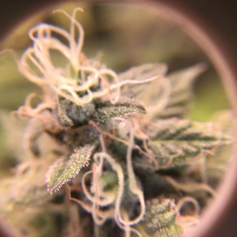 Purple Chill Auto 2023 growlog timeline photo