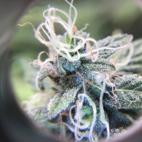 Purple Chill Auto 2023 growlog timeline photo