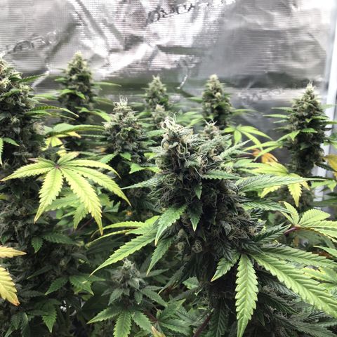 Purple Chill Auto 2023 growlog timeline photo