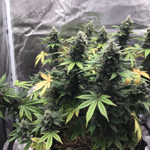 Purple Chill Auto 2023 growlog timeline photo