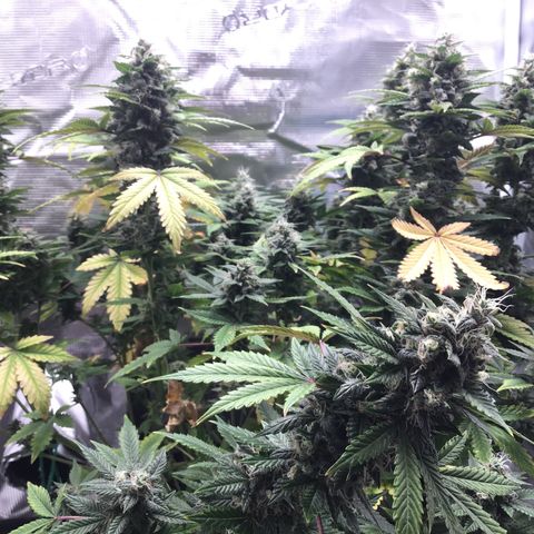 Purple Chill Auto 2023 growlog timeline photo