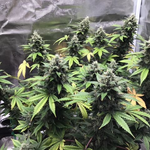 Purple Chill Auto 2023 growlog timeline photo