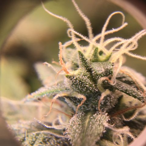 Purple Chill Auto 2023 growlog timeline photo