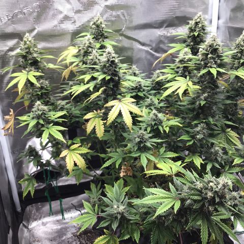 Purple Chill Auto 2023 growlog timeline photo