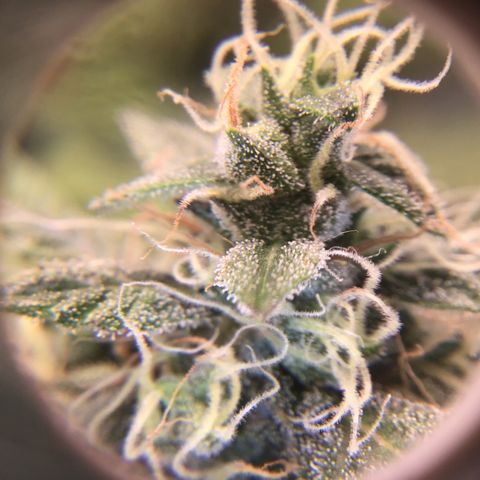 Purple Chill Auto 2023 growlog timeline photo