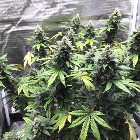 Purple Chill Auto 2023 growlog photo: Watered