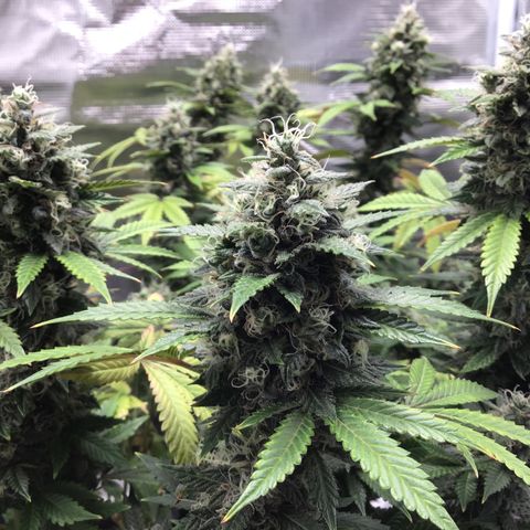 Purple Chill Auto 2023 growlog photo: Watered