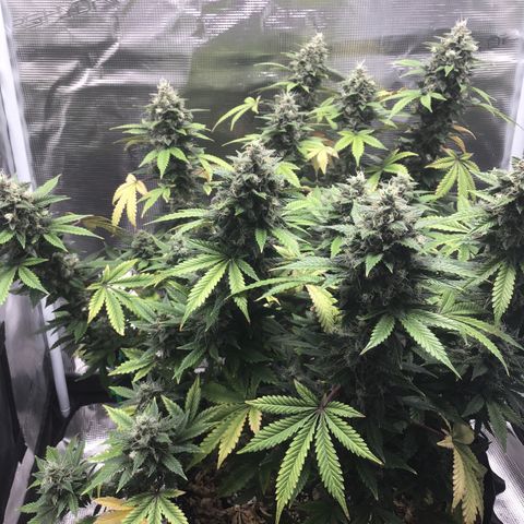 Purple Chill Auto 2023 growlog timeline photo