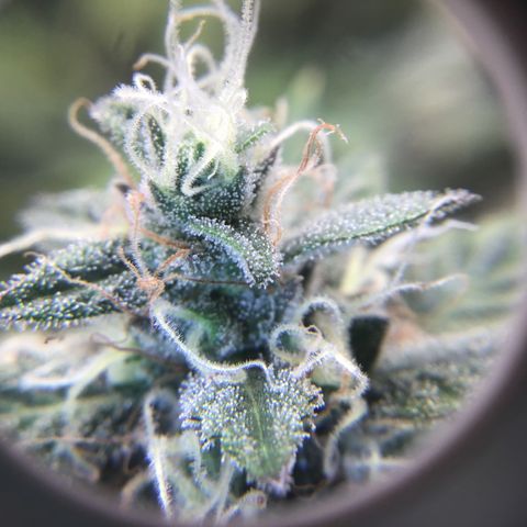 Purple Chill Auto 2023 growlog timeline photo