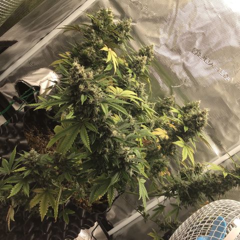 Purple Chill Auto 2023 growlog timeline photo