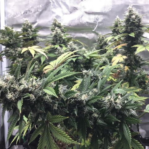 Purple Chill Auto 2023 growlog timeline photo