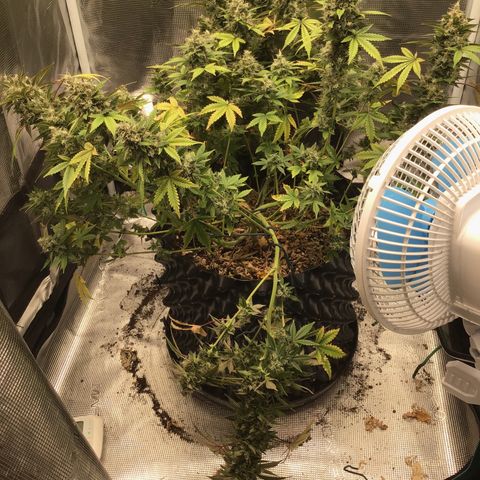 Purple Chill Auto 2023 growlog timeline photo