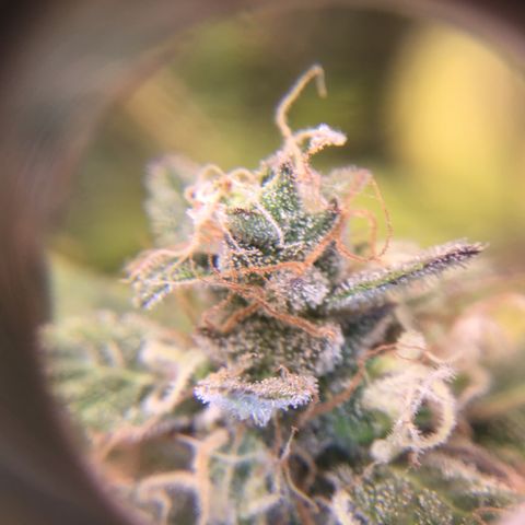 Purple Chill Auto 2023 growlog timeline photo