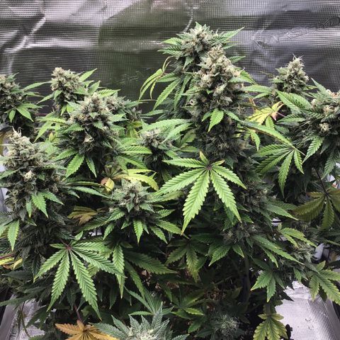 Purple Chill Auto 2023 growlog timeline photo