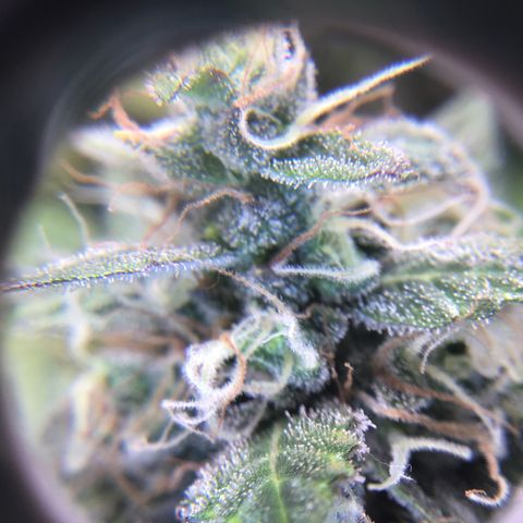 Purple Chill Auto 2023 growlog timeline photo