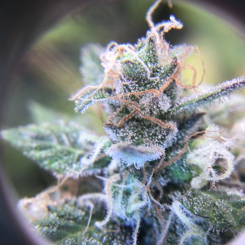 Purple Chill Auto 2023 growlog timeline photo
