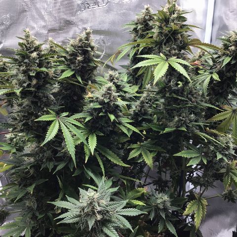 Purple Chill Auto 2023 growlog timeline photo