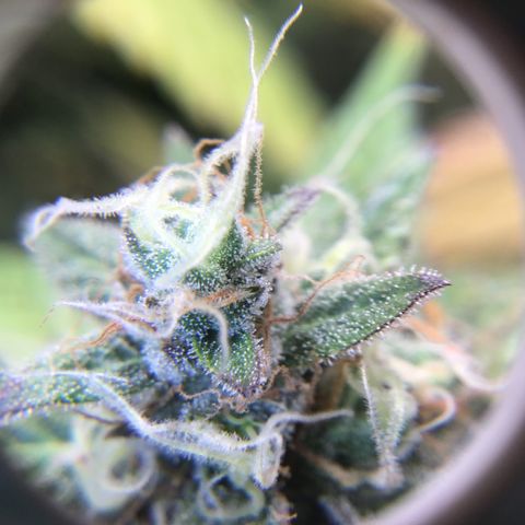 Purple Chill Auto 2023 growlog timeline photo