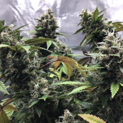 Purple Chill Auto 2023 growlog timeline photo
