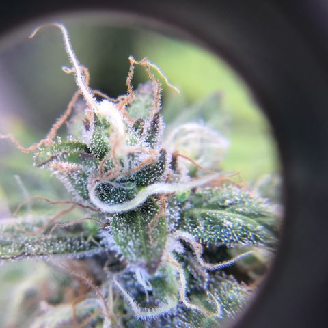 Purple Chill Auto 2023 growlog timeline photo