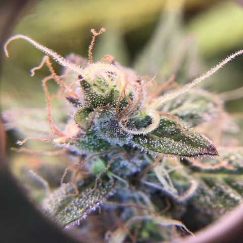 Purple Chill Auto 2023 growlog timeline photo