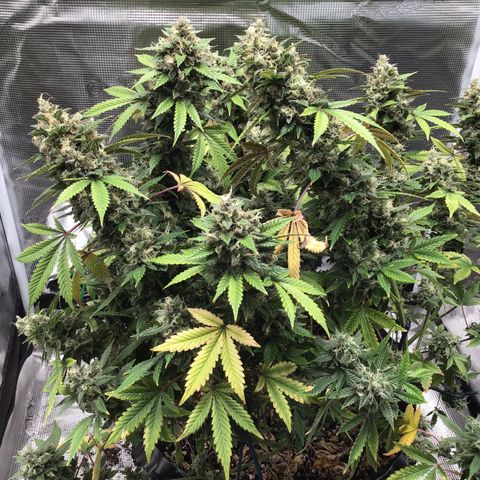 Purple Chill Auto 2023 growlog timeline photo