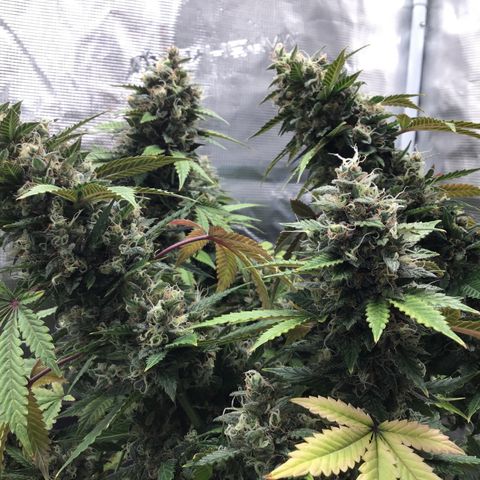 Purple Chill Auto 2023 growlog timeline photo