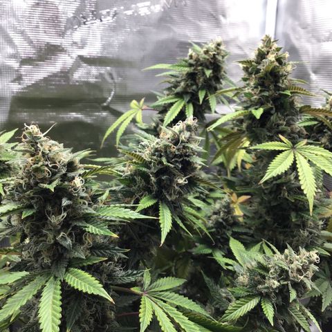 Purple Chill Auto 2023 growlog timeline photo