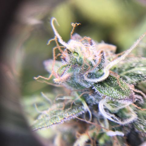 Purple Chill Auto 2023 growlog timeline photo