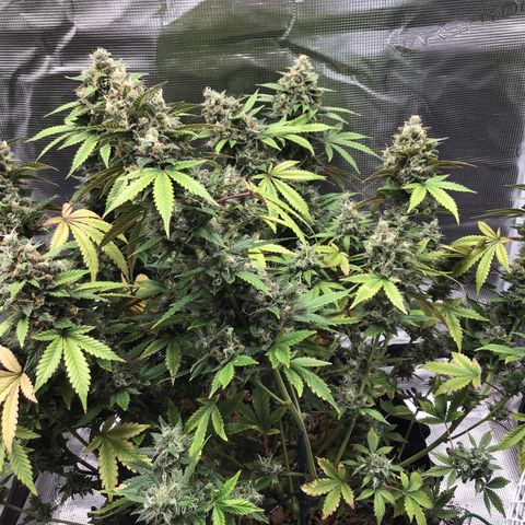 Purple Chill Auto 2023 growlog timeline photo