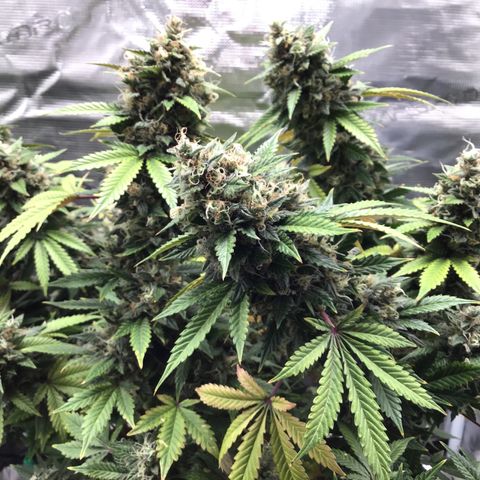 Purple Chill Auto 2023 growlog timeline photo