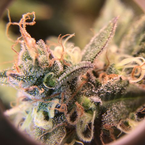 Purple Chill Auto 2023 growlog timeline photo