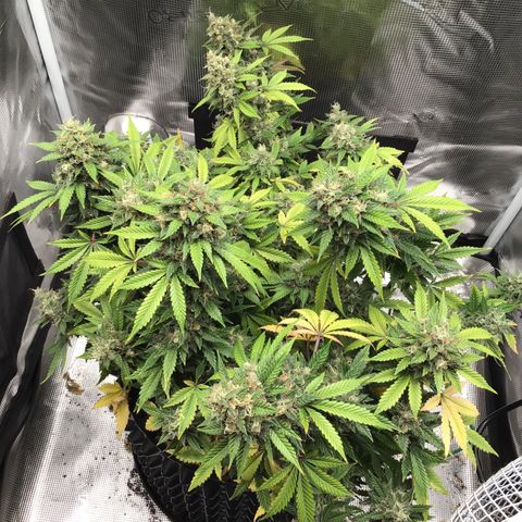 Purple Chill Auto 2023 growlog timeline photo