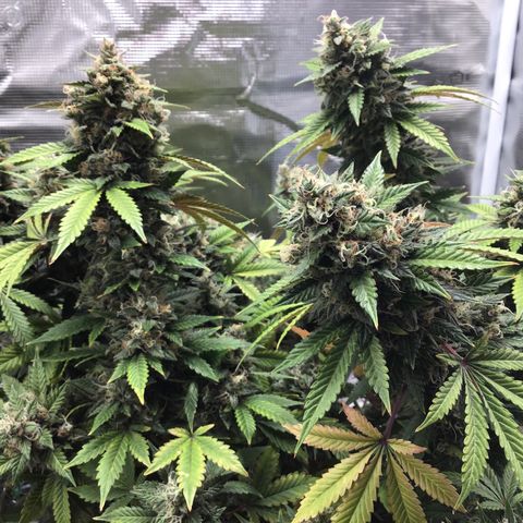 Purple Chill Auto 2023 growlog timeline photo