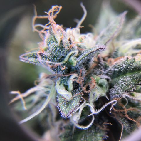 Purple Chill Auto 2023 growlog timeline photo