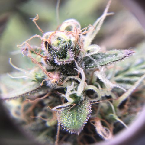 Purple Chill Auto 2023 growlog timeline photo