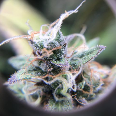 Purple Chill Auto 2023 growlog timeline photo