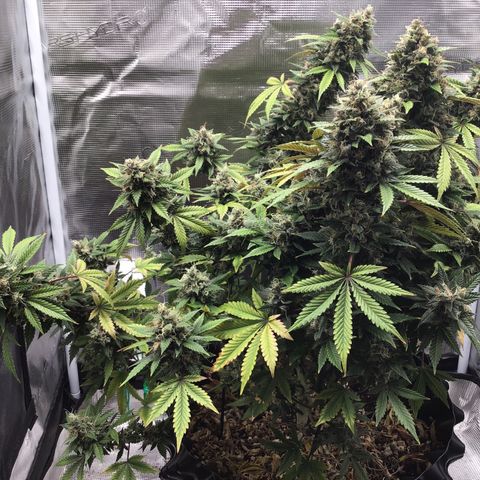 Purple Chill Auto 2023 growlog timeline photo