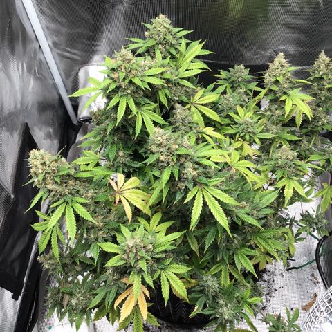 Purple Chill Auto 2023 growlog timeline photo