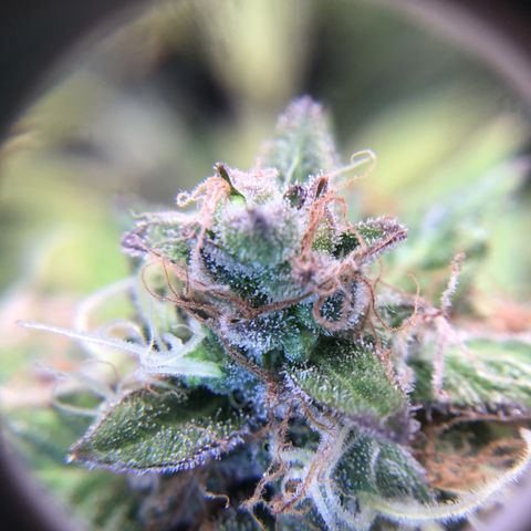 Purple Chill Auto 2023 growlog timeline photo