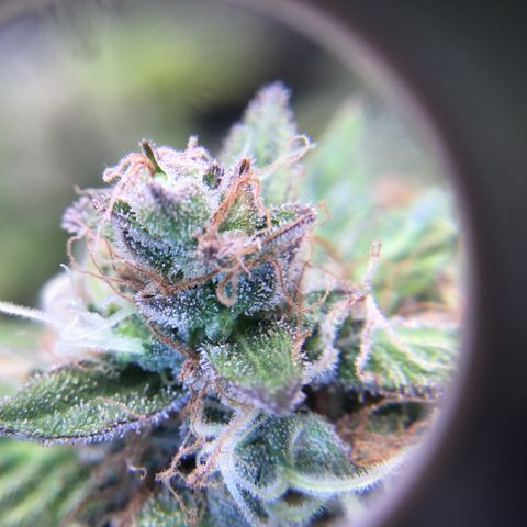 Purple Chill Auto 2023 growlog timeline photo