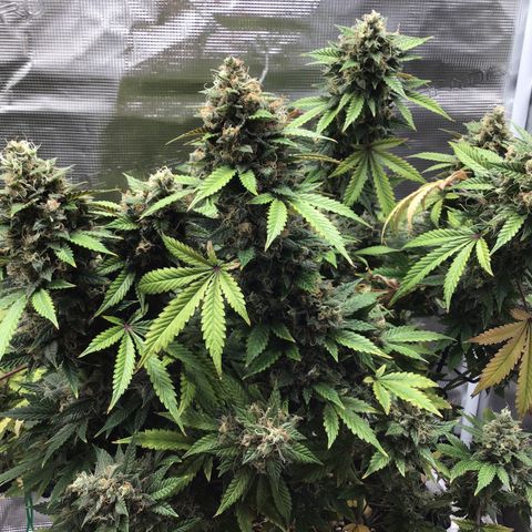 Purple Chill Auto 2023 growlog timeline photo
